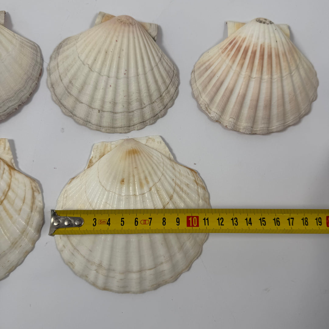 Set om 6 naturliga kammussleskal vintage
