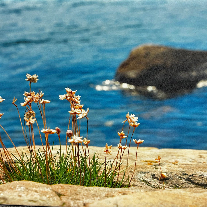 Fototavla kustmotiv strandblommor på duk