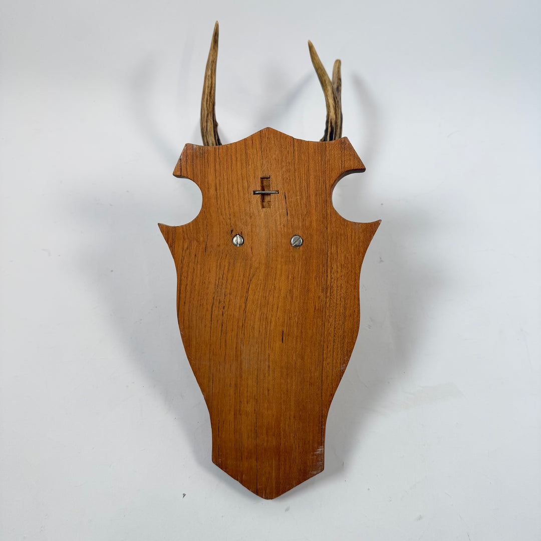 Retro jakttrofé rådjursskalle med horn